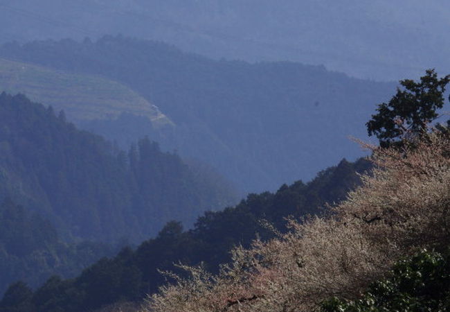 賀名生梅林 クチコミ アクセス 営業時間 五條 フォートラベル