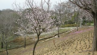 花も、森林浴も、池も