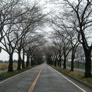 桜のトンネル