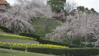 しだれ桜の公園