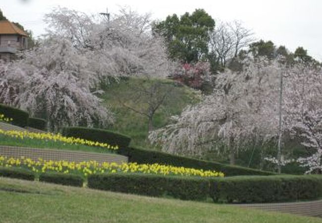 公園 大将 陣