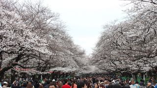 都民の憩いの場所であり、都内屈指の桜の名所