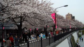 スカイツリーと桜、両方楽しめます