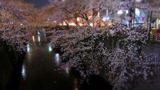 夜桜見物☆