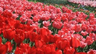 チュリップの咲く時期が最高
