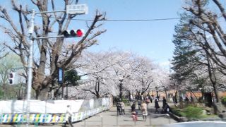 昨日サクラがきれいでした