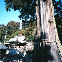 千年杉が立派です