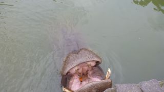 プチ動物園がある