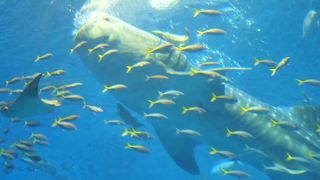 ジンベイの食事