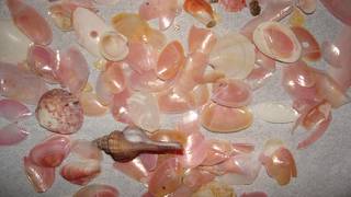 ピンク色の桜貝がひろえる増穂浦海水浴場