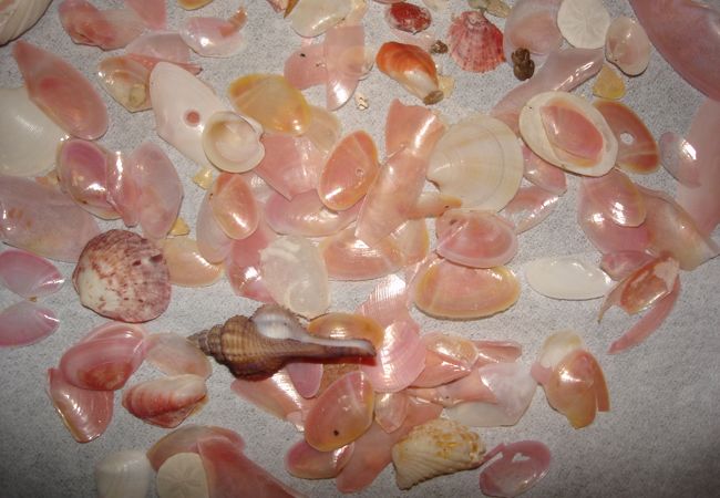 ピンク色の桜貝がひろえる増穂浦海水浴場
