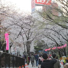 隅田公園の人混み。