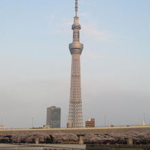 隅田川の桜とスカイツリー。