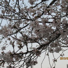 既に満開となった桜。