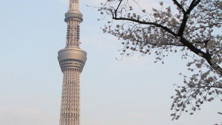 今年の東京の桜は3月22日に満開となりました。