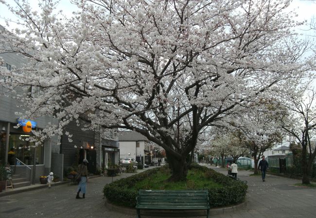 鎌倉の桜名所の穴場的ところ・・小規模ですが