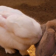 うさぎに癒されました