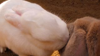 和歌山城の隣にある無料動物園です