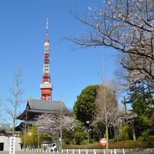 東京タワーと増上寺の大殿とのツーショットです。桜もちらほら。