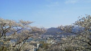 海を眺めながら花見