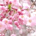 穴場の桜の名所