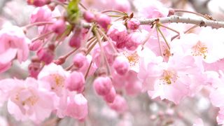 穴場の桜の名所