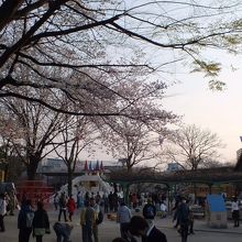 桜が見事な飛鳥山。2013年3月23日撮影。