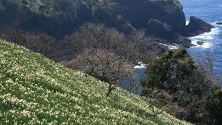 見事な水仙の群落