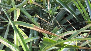 入園料を払ってまではどうか・・・