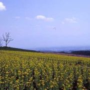 広大な花公園