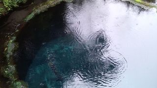 富士山の名水の里、パワスポ＠柿田川！