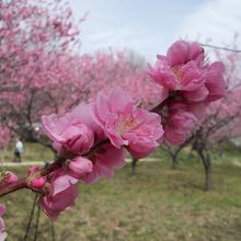 桃の花