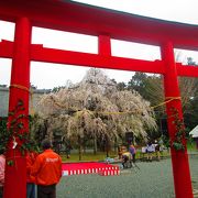 枝垂桜が見ごろ