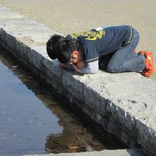 おたまじゃくし観察中