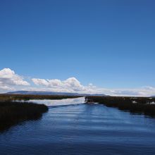 チチカカ湖の葦原