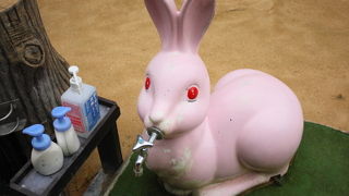 ケープハイラックスかわいい！