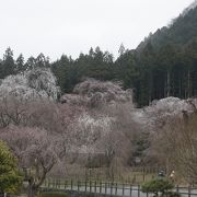 樹齢６００年のエドヒガンザクラ