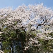 北本自然観察公園には、樹齢200年のエドヒガンザクラがあります