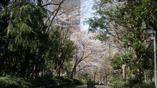 都庁裏に自然が