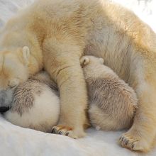 親子共々オヤスミです