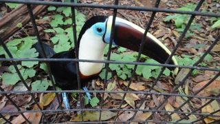 珍しい鳥を間近に見られる！