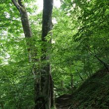 森林限界を超えた標高でも、緑のある道。