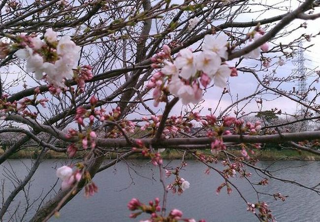 桜のひそかな名所！