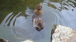 夏場でも入浴中のお猿が見られました