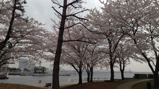 観覧車と桜のコラボレーション（≧∇≦）