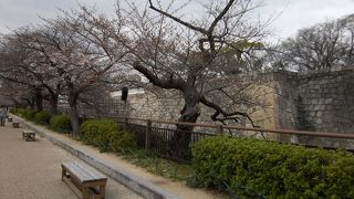 桜の開花はもう少し