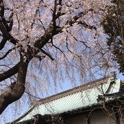 桜の頃は綺麗です