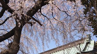 桜の頃は綺麗です
