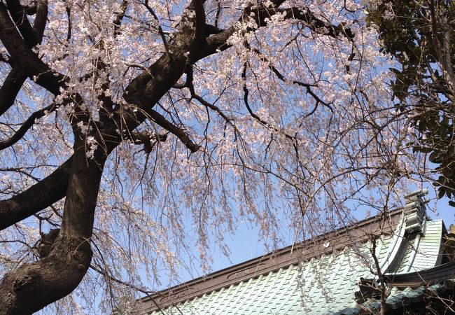 桜の頃は綺麗です