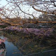 関西では数少ない河津桜のスポット！